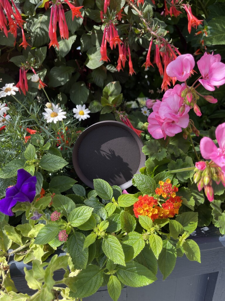 Sonance landscape speaker discreetly installed among garden flowers — outdoor architectural audio system by Pure Image Victoria Vancouver Island